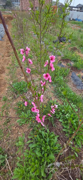 김성필님의 기타작물 · 영농일지 작성글 사진