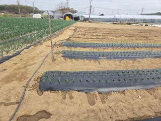 마늘25328님의 기타작물 · 영농일지 작성글 사진