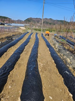 유제상님의 고추 · 영농일지 작성글 사진