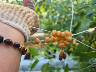 늘햇살팜 님의 기타작물 · 영농일지 작성글 사진