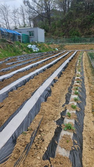 이순정님의 기타작물 · 영농일지 작성글 사진