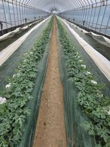 팜모닝 기타작물·영농일지 게시글 이미지