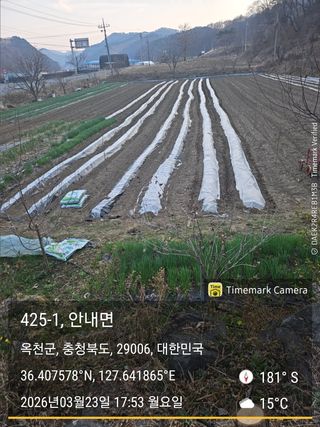 찔레골 양봉 농원님의 옥수수 · 영농일지 작성글 사진