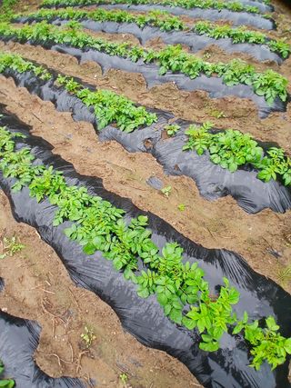 권헌석님의 감자 · 영농일지 작성글 사진