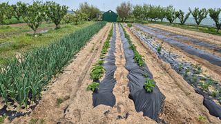산수화풍님의 기타작물 · 영농일지 작성글 사진