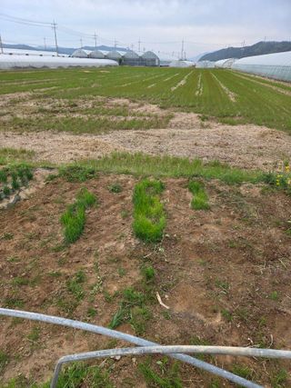 정조연님의 기타작물 · 영농일지 작성글 사진