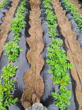 권헌석님의 감자 · 영농일지 작성글 사진