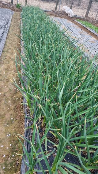 김지철님의 기타작물 · 영농일지 작성글 사진