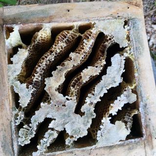 가로수님의 기타작물 · 영농일지 작성글 사진