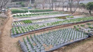 김지철님의 기타작물 · 영농일지 작성글 사진