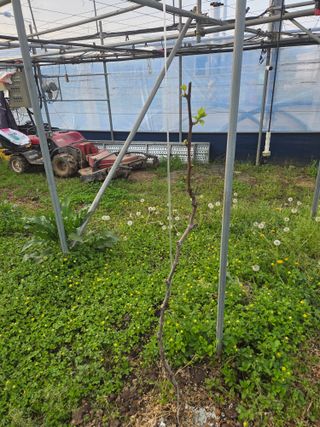 이만근님의 포도 · 영농일지 작성글 사진