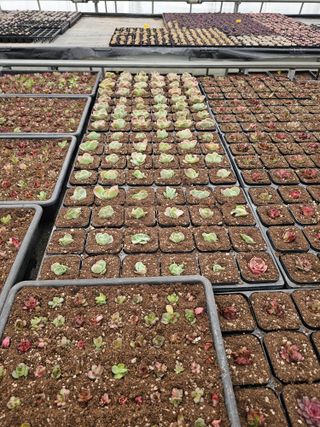 신상섭님의 기타작물 · 영농일지 작성글 사진