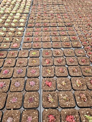 신상섭님의 기타작물 · 영농일지 작성글 사진