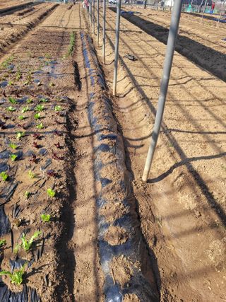 김춘성님의 기타작물 · 영농일지 작성글 사진