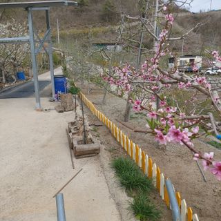 가로수님의 기타작물 · 영농일지 작성글 사진