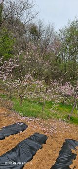 장용선 사진작가농부님의 작성글 사진
