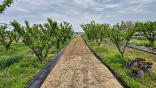 산수화풍님의 기타작물 · 영농일지 작성글 사진