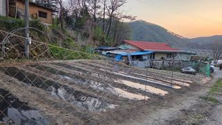  조약돌님의 옥수수 · 영농일지 작성글 사진