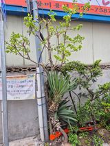 왕대추님의 작성글 사진