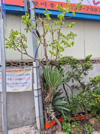 왕대추님의 감 · 영농일지 작성글 사진