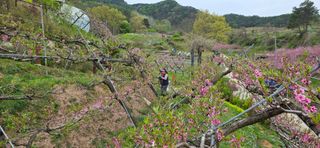 달맛햇복숭아농원님의 복숭아 · 영농일지 작성글 사진
