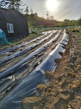 하중규(고추 재배)님의 작성글 사진