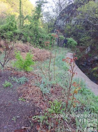 이말분님의 두릅 · 영농일지 작성글 사진