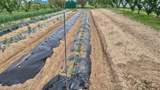 산수화풍님의 기타작물 · 영농일지 작성글 사진