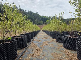 정재철님의 블루베리 · 영농일지 작성글 사진