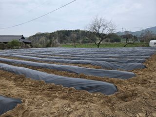 박미선님의 고추 · 영농일지 작성글 사진