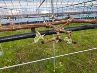 이만근님의 포도 · 영농일지 작성글 사진