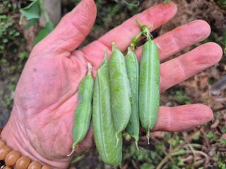 늘햇살팜 님의 기타작물 · 영농일지 작성글 사진