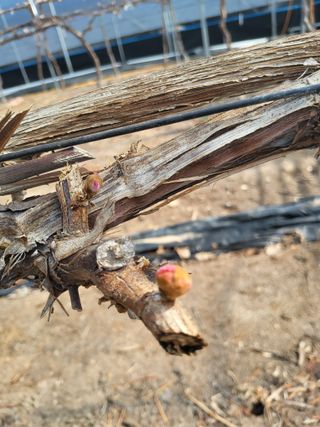 상주 한진학(달빛포님의 기타작물 · 영농일지 작성글 사진