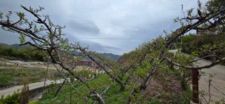 달맛햇복숭아농원님의 복숭아 · 영농일지 작성글 사진