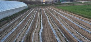 감자님의 감자 · 영농일지 작성글 사진