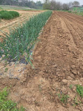 자연의치유님의 기타작물 · 영농일지 작성글 사진