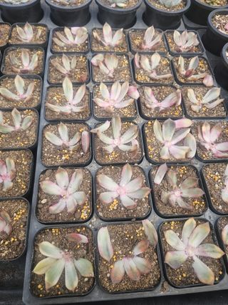 신상섭님의 기타작물 · 영농일지 작성글 사진