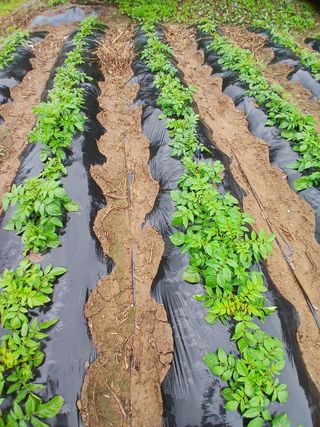 권헌석님의 감자 · 영농일지 작성글 사진