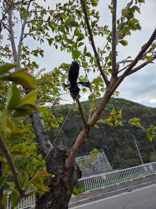 김용대님의 기타작물 · 영농일지 작성글 사진