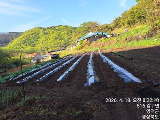 이말분님의 두릅 · 영농일지 작성글 사진