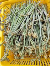 팜모닝 블루베리·영농일지 게시글 이미지