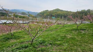 장정규님의 복숭아 · 영농일지 작성글 사진