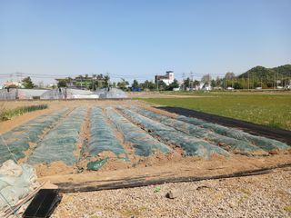 마늘11930님의 기타작물 · 영농일지 작성글 사진