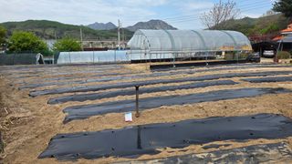  조약돌님의 옥수수 · 영농일지 작성글 사진