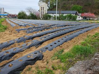 리치리치님의 기타작물 · 영농일지 작성글 사진