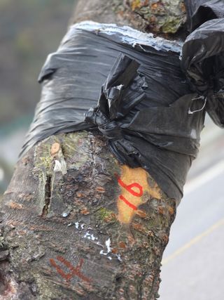 김용대님의 기타작물 · 영농일지 작성글 사진