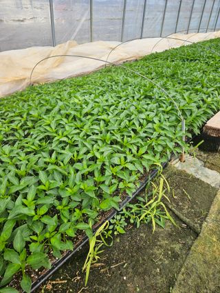 유제상님의 고추 · 영농일지 작성글 사진