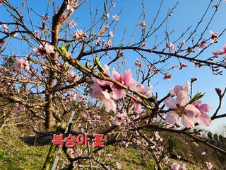 김정기 님의 기타작물 · 영농일지 작성글 사진