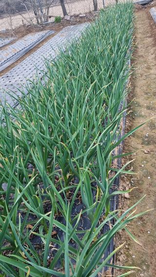 김지철님의 기타작물 · 영농일지 작성글 사진