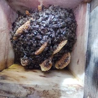 가로수님의 기타작물 · 영농일지 작성글 사진